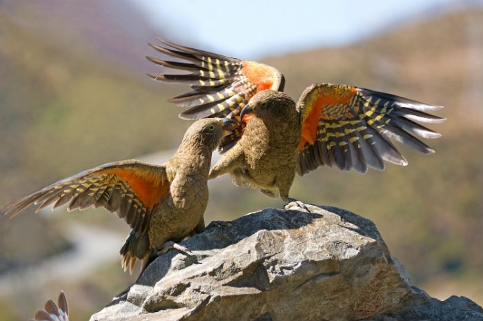 The population of kea is declining and there are only 1000-5000 birds remaining. Image: Andrew Walmsley.