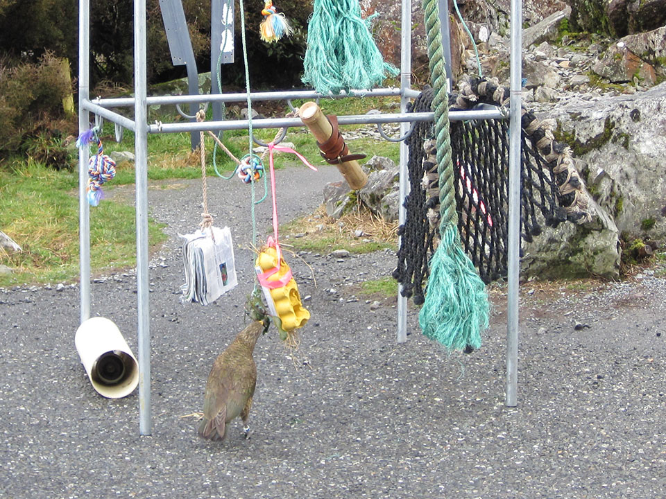 Kea are playful and inquisitive. Image: LEARNZ