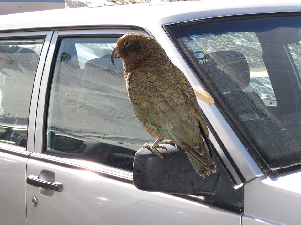 Kea love sitting on vehicles and using them for games. Image: LEARNZ.