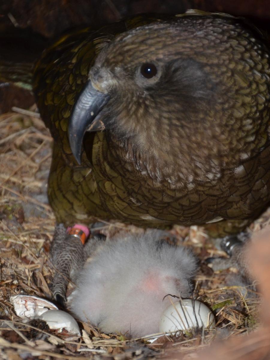 The female kea incubates the eggs while the male kea forages and brings food for the family. Image: Kea Conservation Trust.