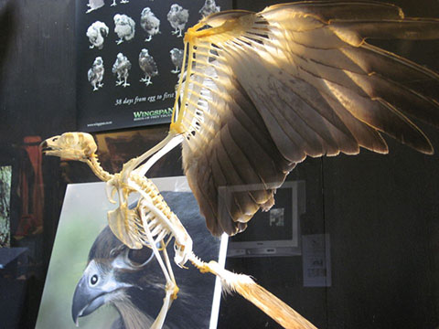 New Zealand birds.