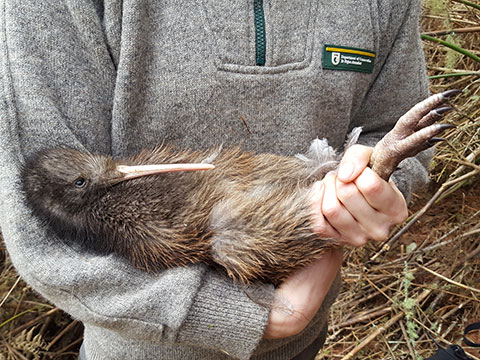 Kiwi species.