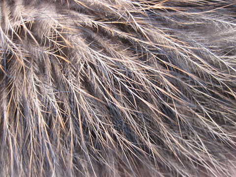 Kiwi features.