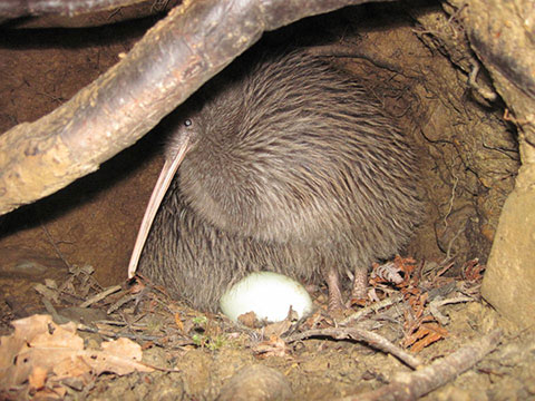 Kiwi life cycle.