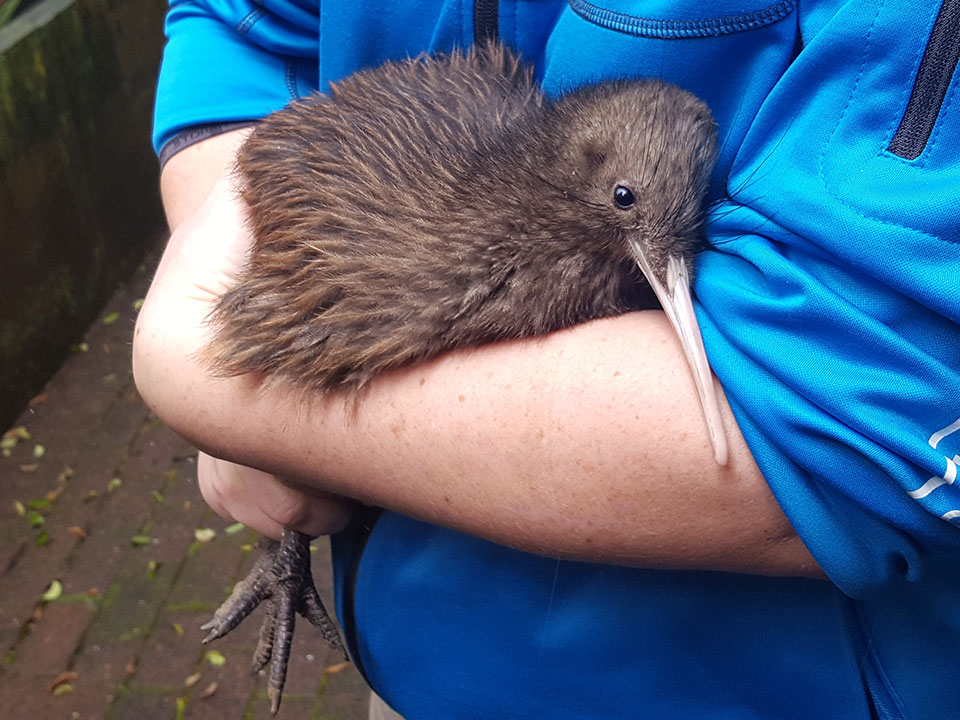 North Island brown kiwi - Image: LEARNZ.