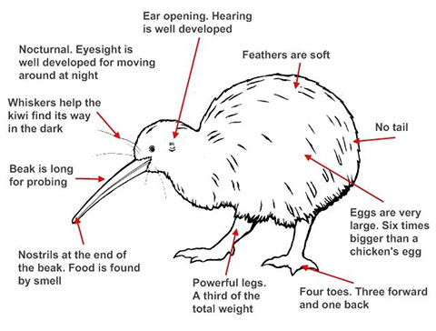 More about kiwi - Image: LEARNZ.