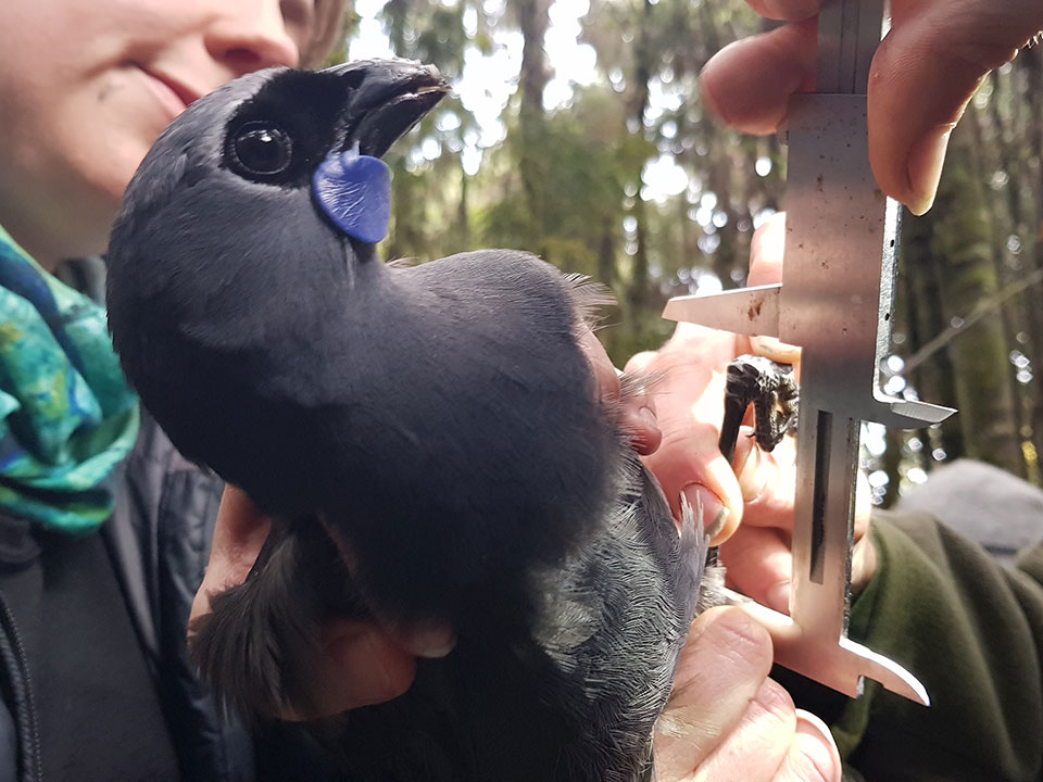 Kōkako diary.