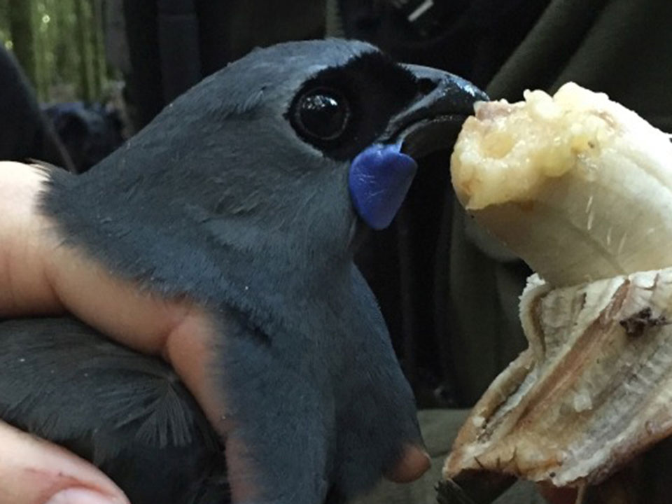 More about kōkako - Image: LEARNZ.
