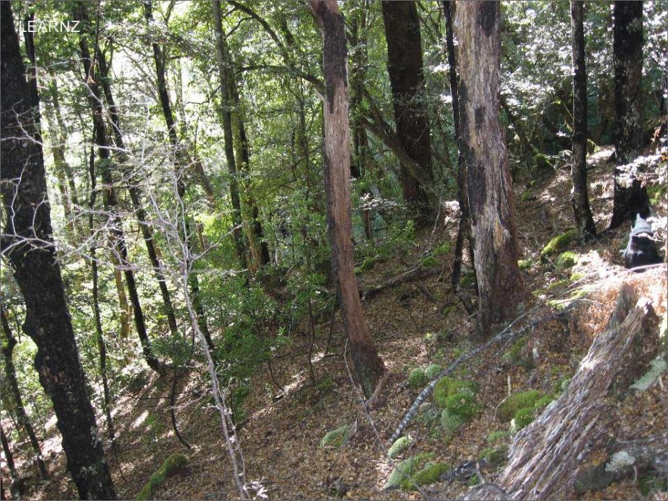 Beech trees. Image: LEARNZ.