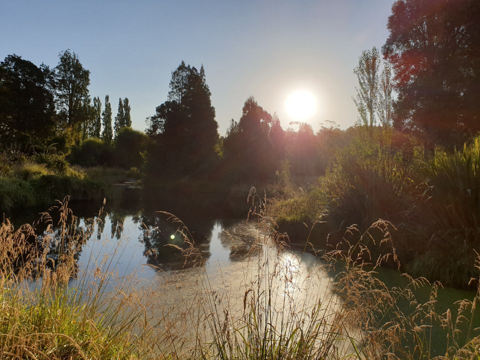 Pohangina wetlands. Image: Teanau Tuiono.