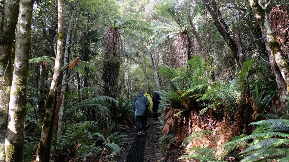 Omaui Track, Southland. Image: Walking Access.