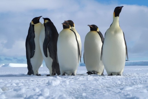 Antarctic penguins.