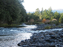 Awa in Aotearoa