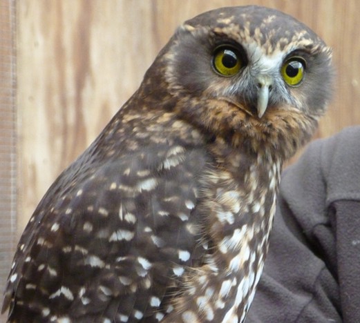 Photo of a ruru or morepork.