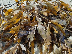 Seaweed. Seaweed.