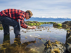 Future Use of Seaweed.