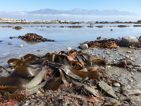 Seaweed videos.