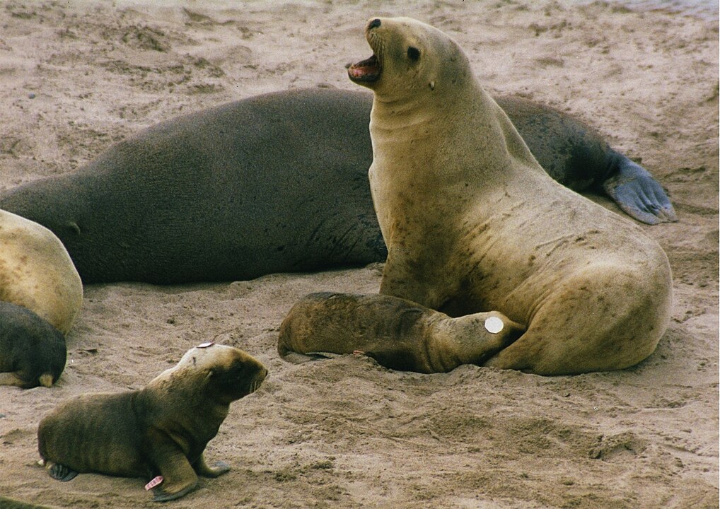 Sea lion nursing her pup.
