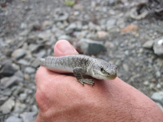 New Zealand skink.