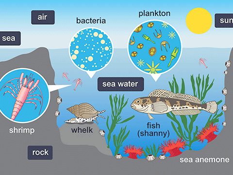More about marine ecosystems.