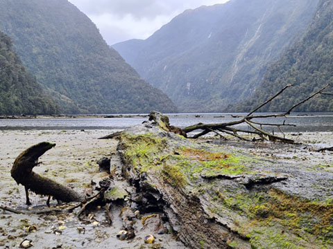 Fiordland above and below the water.