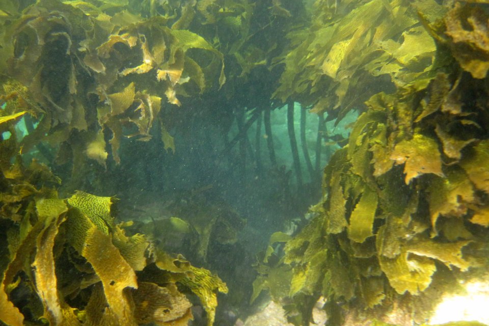 An ecosystem must have producers such as this kelp to produce food. Image: LEARNZ.