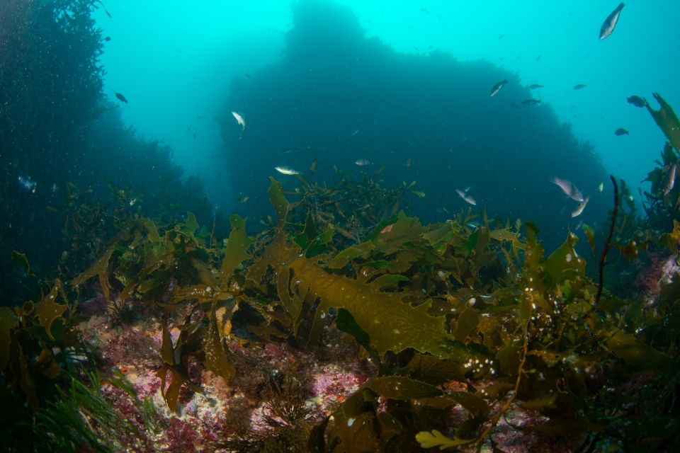 Our oceans have a diverse range of landscapes that support a high level of biodiversity. Image: Leigh Tait
