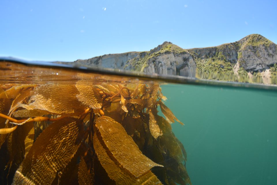 Seaweeds are a group of algae that grow in seawater. Image: Leigh Tait.