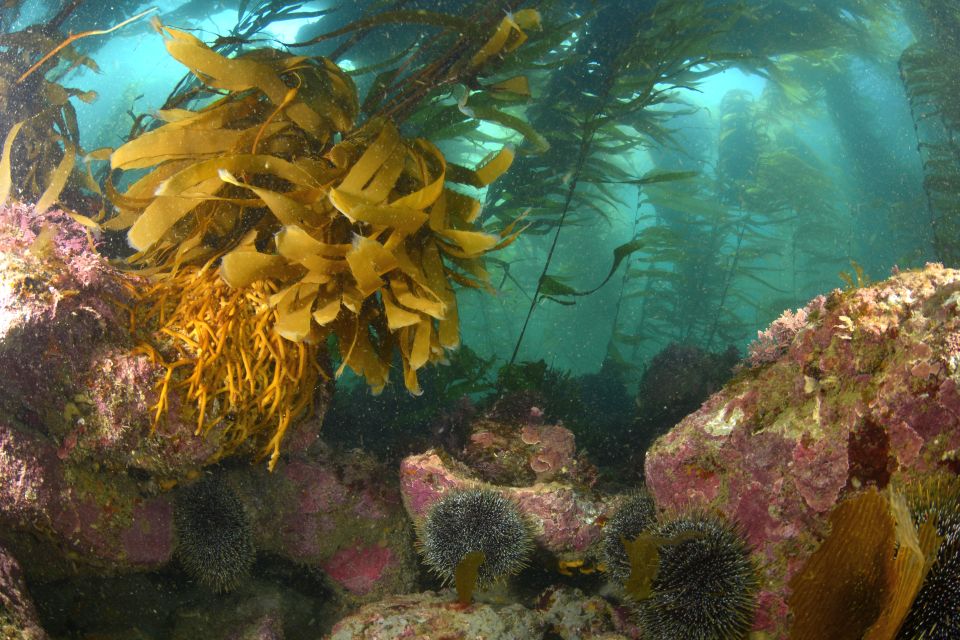 Aotearoa has over 850 native species of seaweed. Image: Leigh Tait.