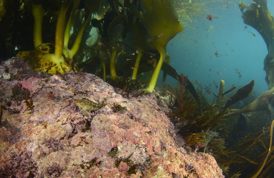Seaweeds have a simple structure. Some have a holdfast to attach to solid surfaces. Image: Leigh Tait.