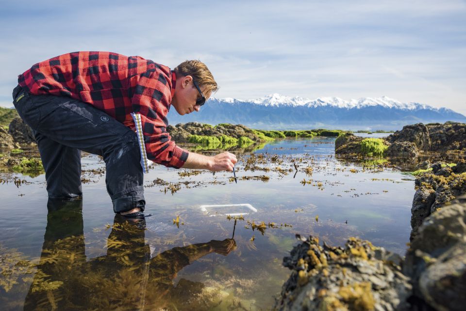 Scientists are studying how seaweed is affected by changes caused by the Kaikōura earthquakes. Image: Dave Allen.