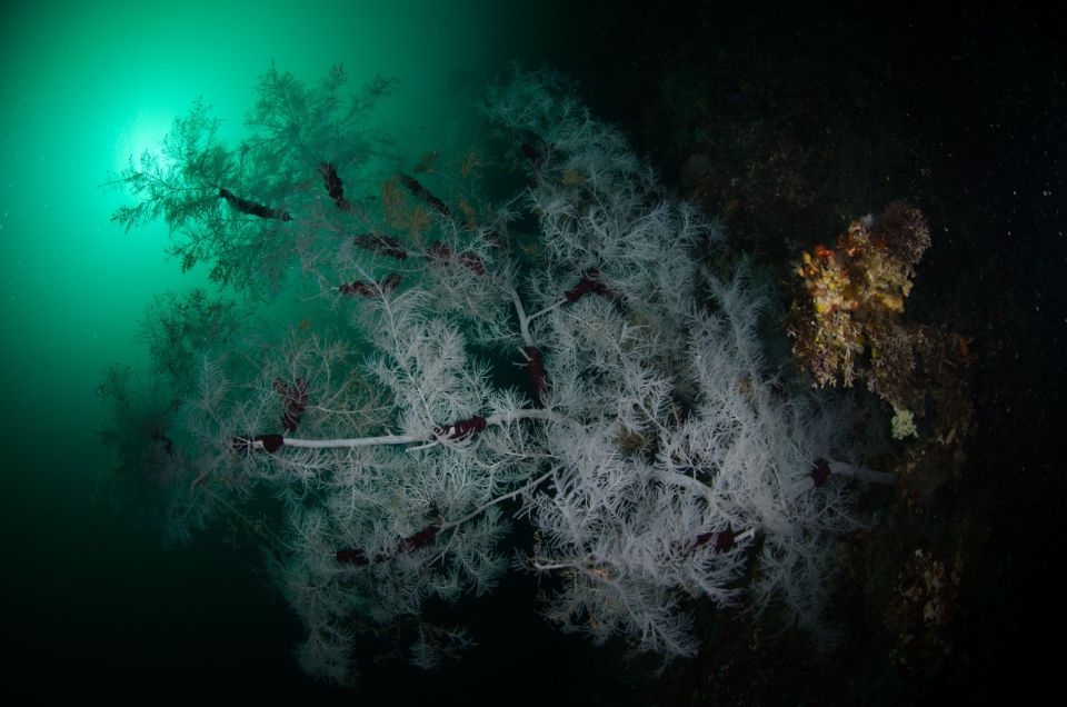 The fiords have a layer of dark freshwater that floats above the seawater. Image: Pure Salt.