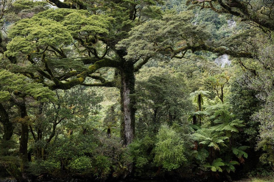 Much of Fiordland is heavily forested. Image: Pure Salt.