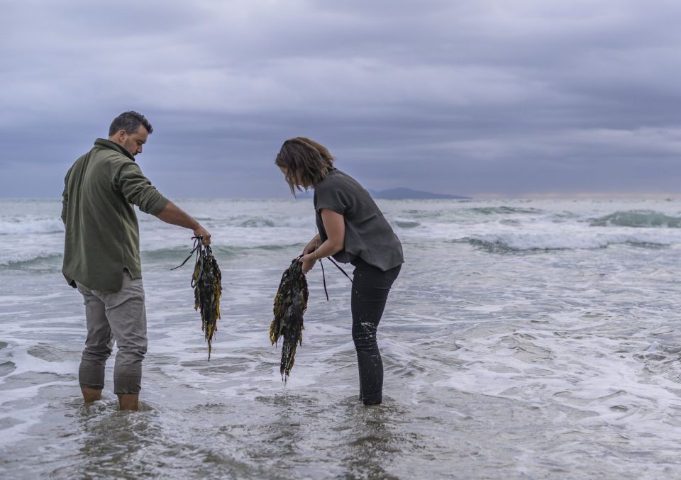 Seaweed  can be used to create fertilisers and animal feed. Image: AgriSea.