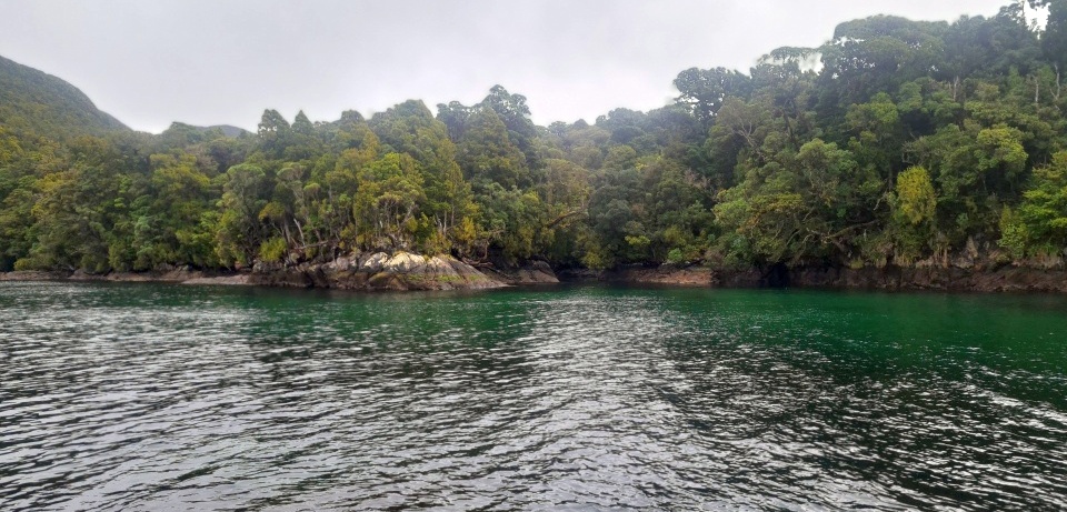 With over 7.5 metres of rainfall each year, a huge volume of freshwater flows from the land into the fiords. Image: LEARNZ.