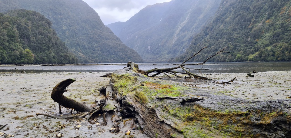 The Fiordland area includes two very different but interconnected ecosystems, above and below the surface of the water. Image: LEARNZ.