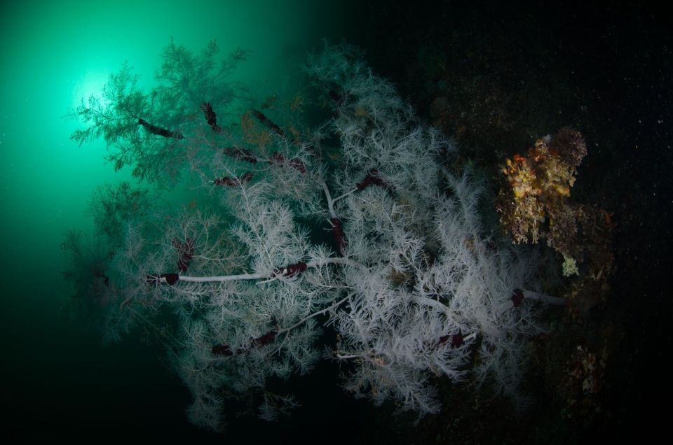 Most black corals are deep-sea species, but in the dark waters of Fiordland, black coral grows at depths of only 15 to 50 metres. Image: Pure Salt.