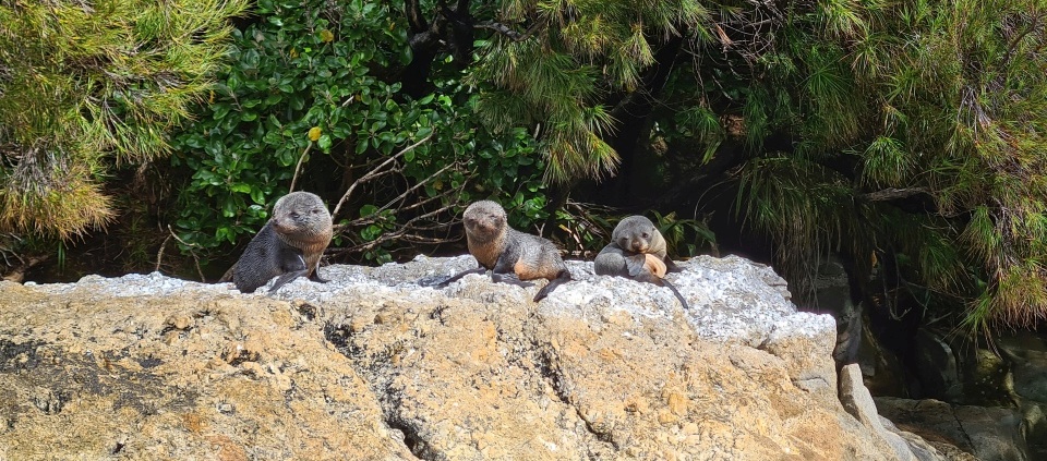 Kekeno New Zealand fur seals also venture into the fiords to live. Image: LEARNZ.