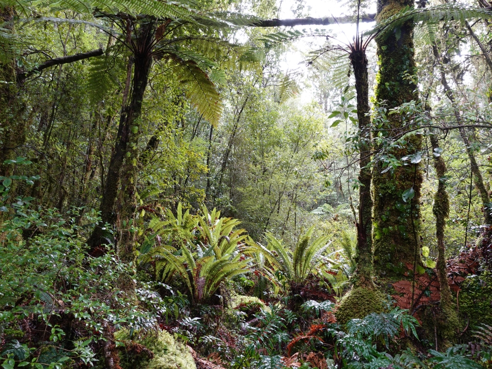 Much of Fiordland is heavily forested. In the understory there are a wide variety of shrubs and ferns. Image: LEARNZ.