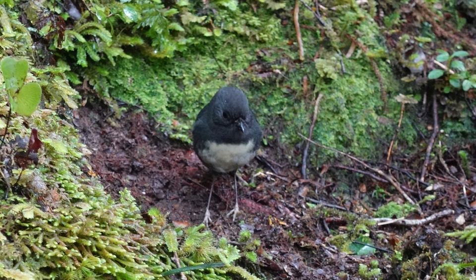 Fiordland is home to many native bird species, such as this kakaruwai South Island robin. Image: LEARNZ.