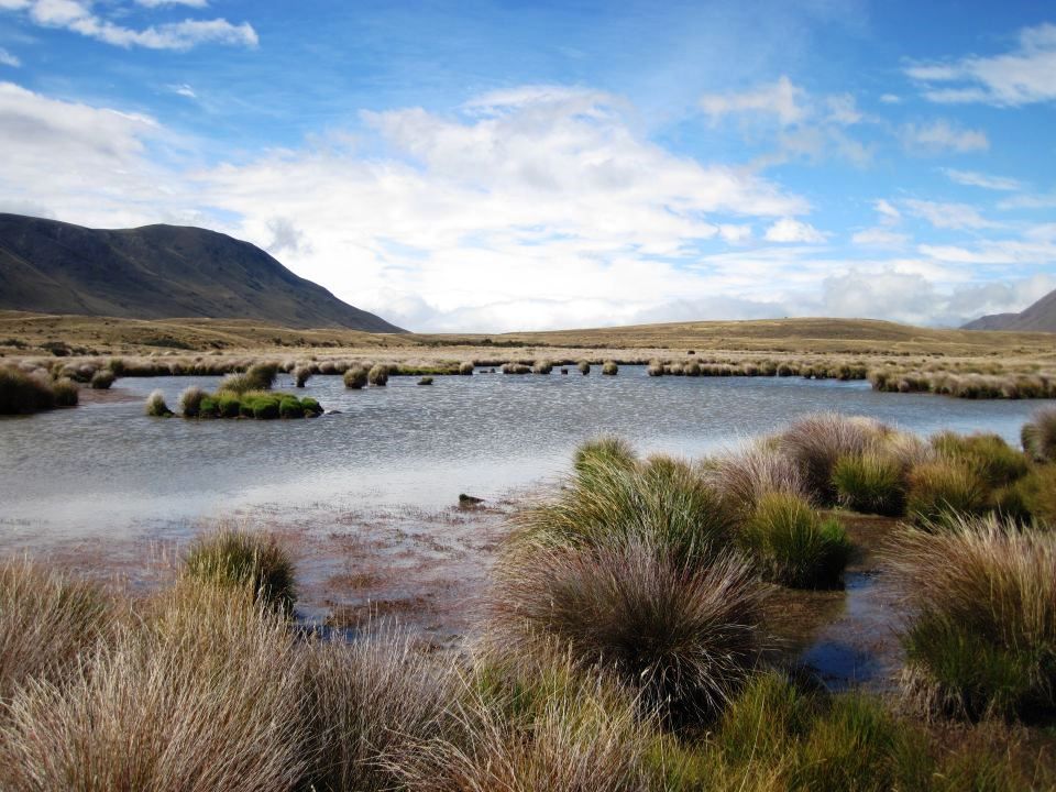 Different habitats support different species. Image: LEARNZ.