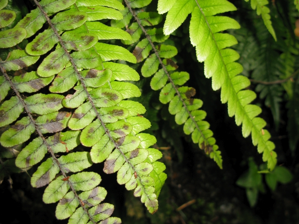 Plants can use the sun's energy to make food. Image: LEARNZ.