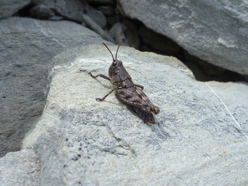 Aotearoa has a high level of biodiversity. Image: LEARNZ.