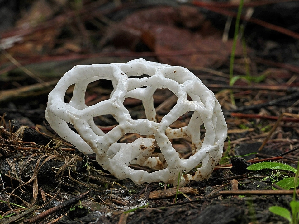 This is a basket fungus which is endemic to New Zealand. Image Bernard Spragg.