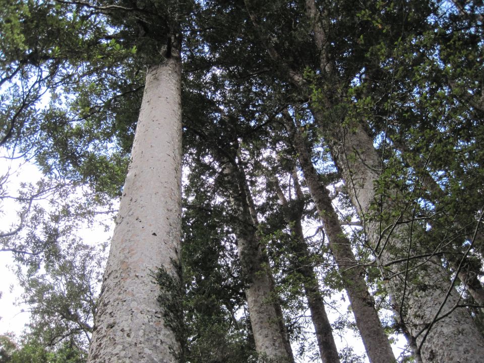 Kauri are a type of conifer. Image: LEARNZ.