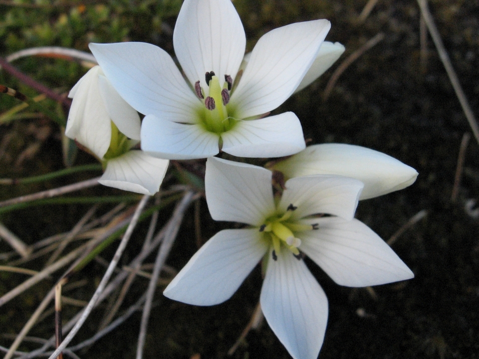 Different habitats support different plants. Image: LEARNZ.