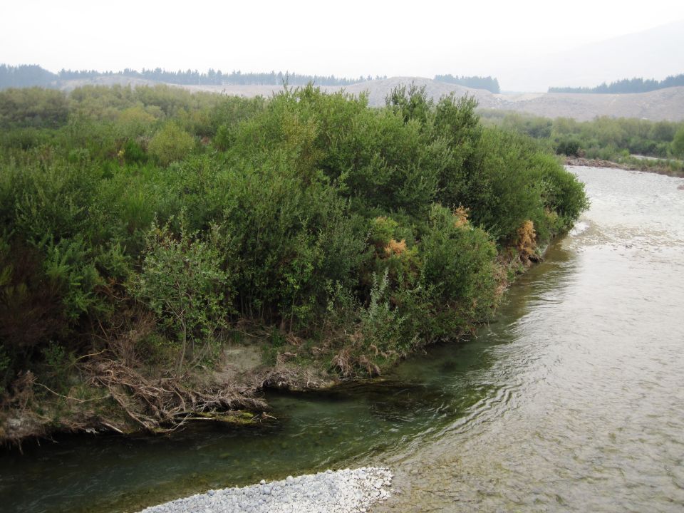 Weeds can change an ecosystem and reduce biodiversity. Image: LEARNZ.