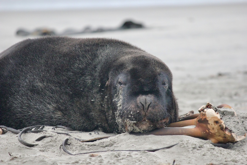 To spot a pakake, just look at their nose – it's blunt and their whiskers are short. Image: New Zealand Sea Lion Trust.