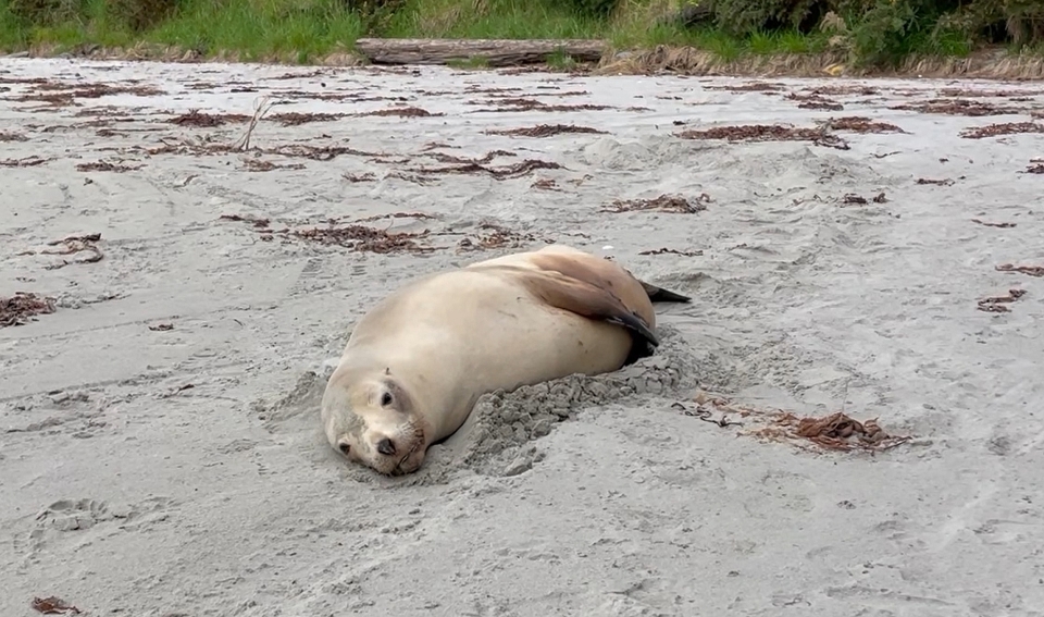 Kake, adult females, are mostly creamy grey with darker parts around their flippers. Image: New Zealand Sea Lion Trust.