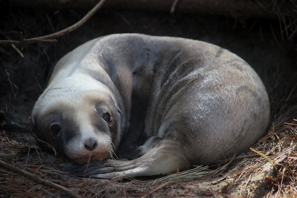 Both male and female pups are dark brown with paler areas around the head. Image: New Zealand Sea Lion Trust.